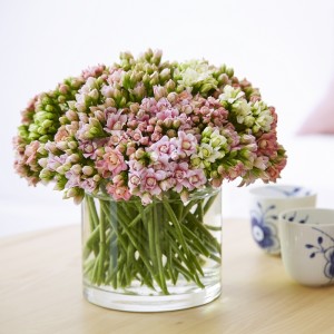 Imagem de Com diversas variedades de cores, os kalanchoes são mais duráveis e resistentes quando colocadas em vasos com água.