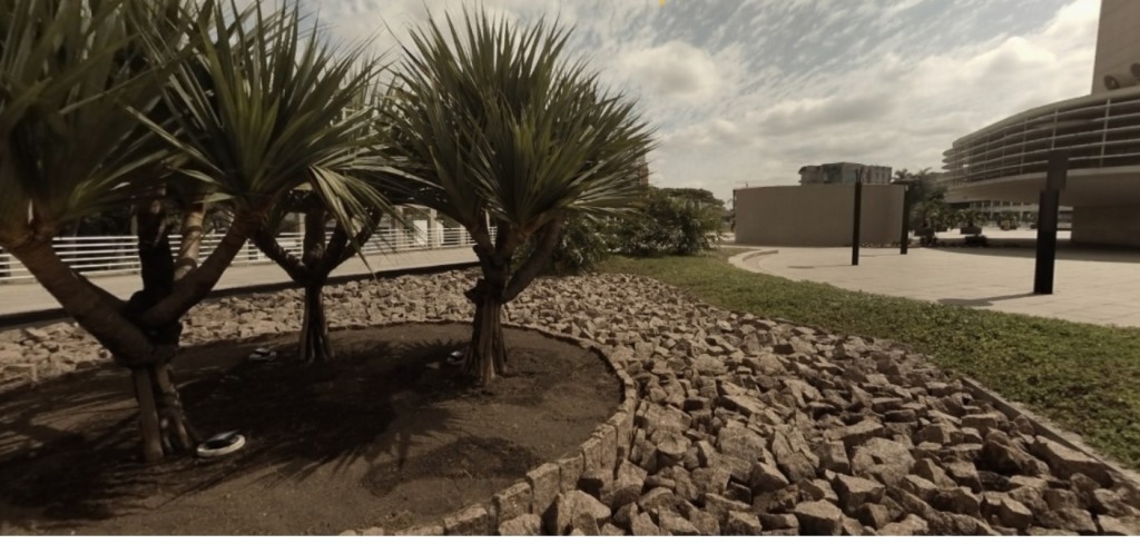 Paisagismo do estacionamento do aeroporto de Congonhas, São Paulo. Foto: Cordel de Achados